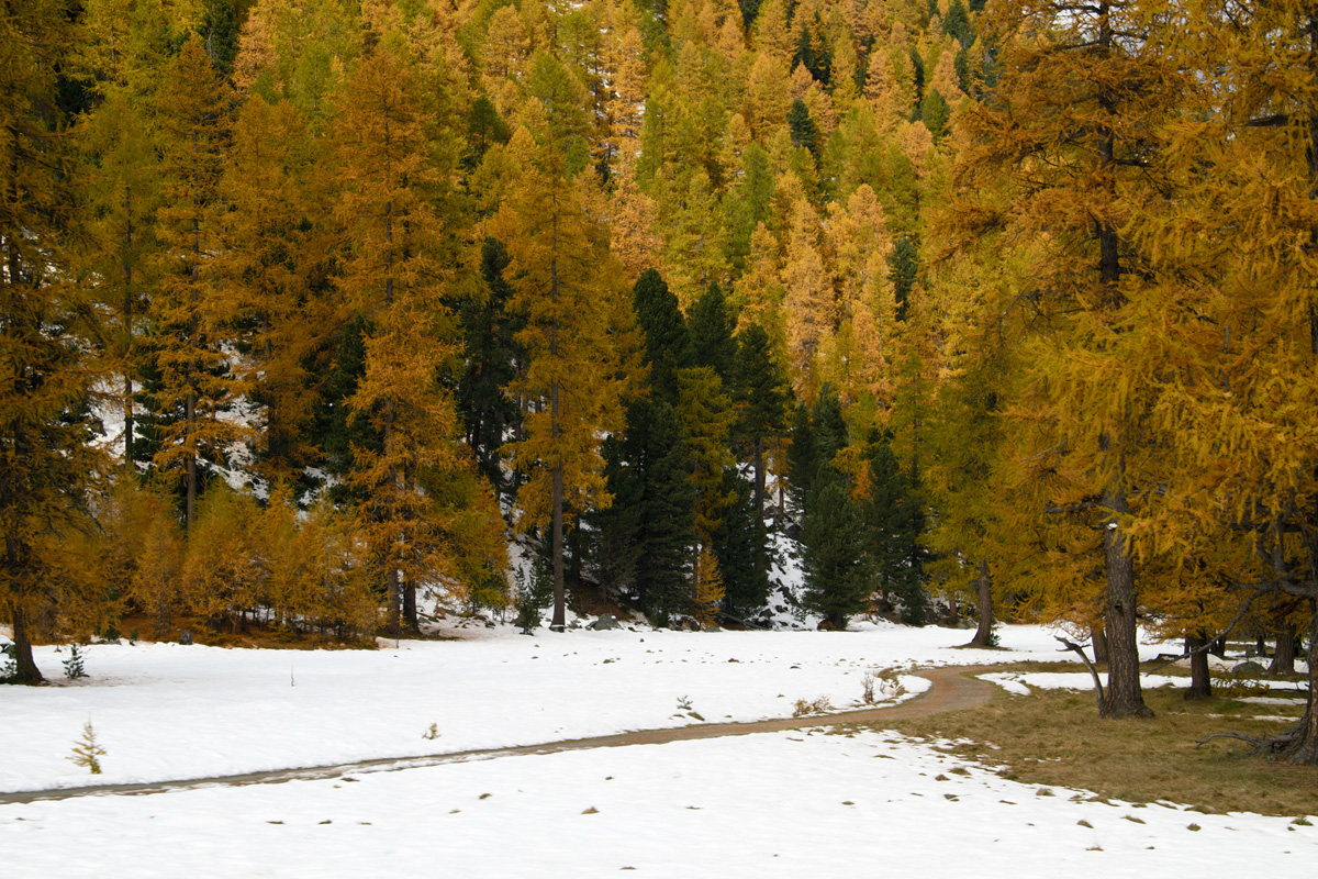 Fall Color in Engadin