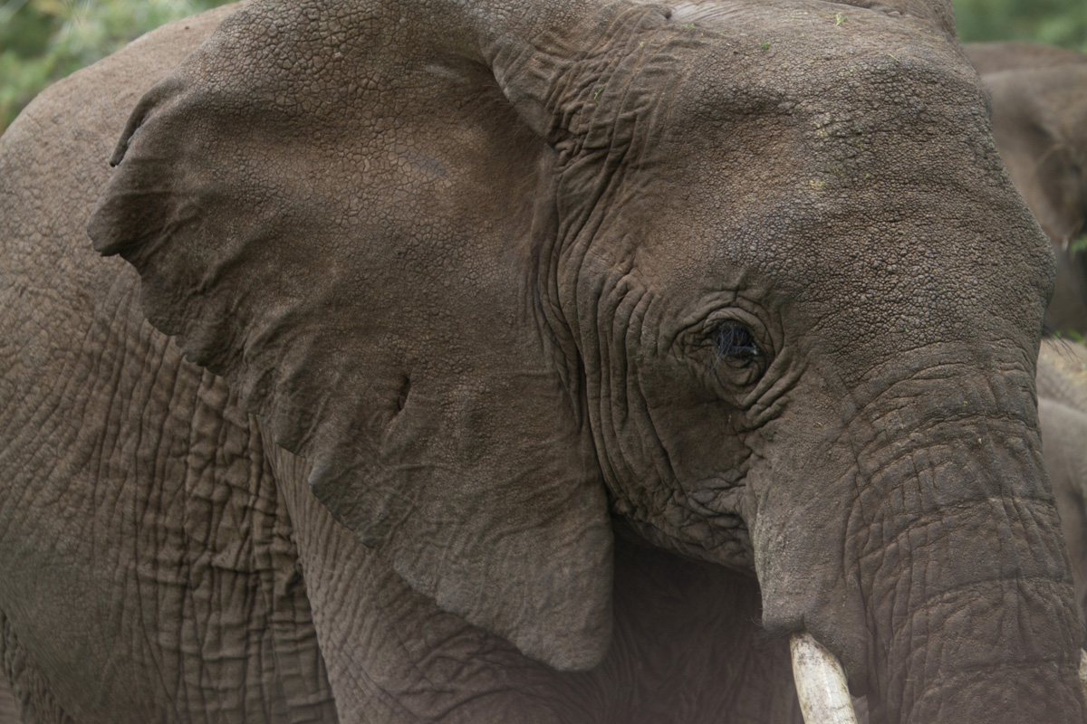 Tarangire National Park