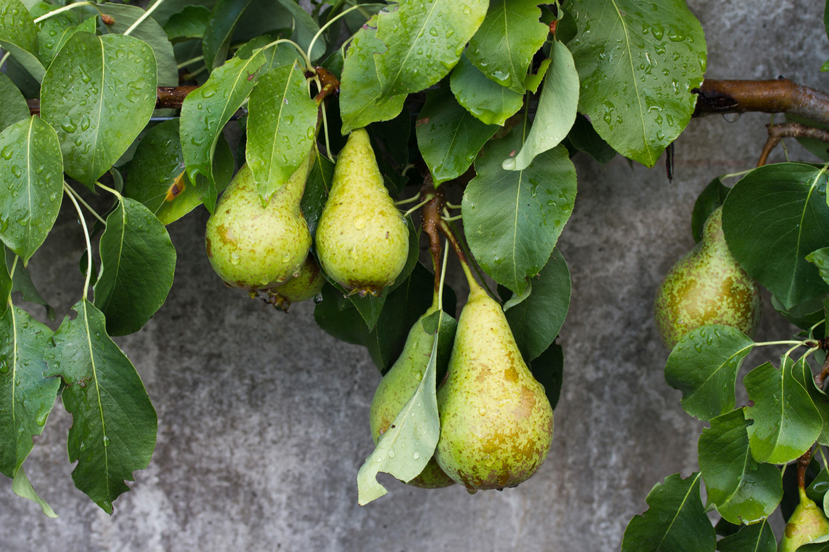 Pears