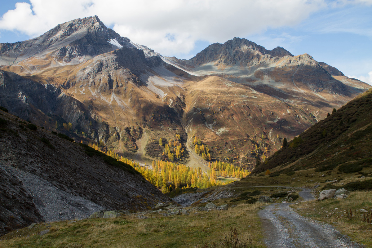 Through the Golden Larches of Engadin