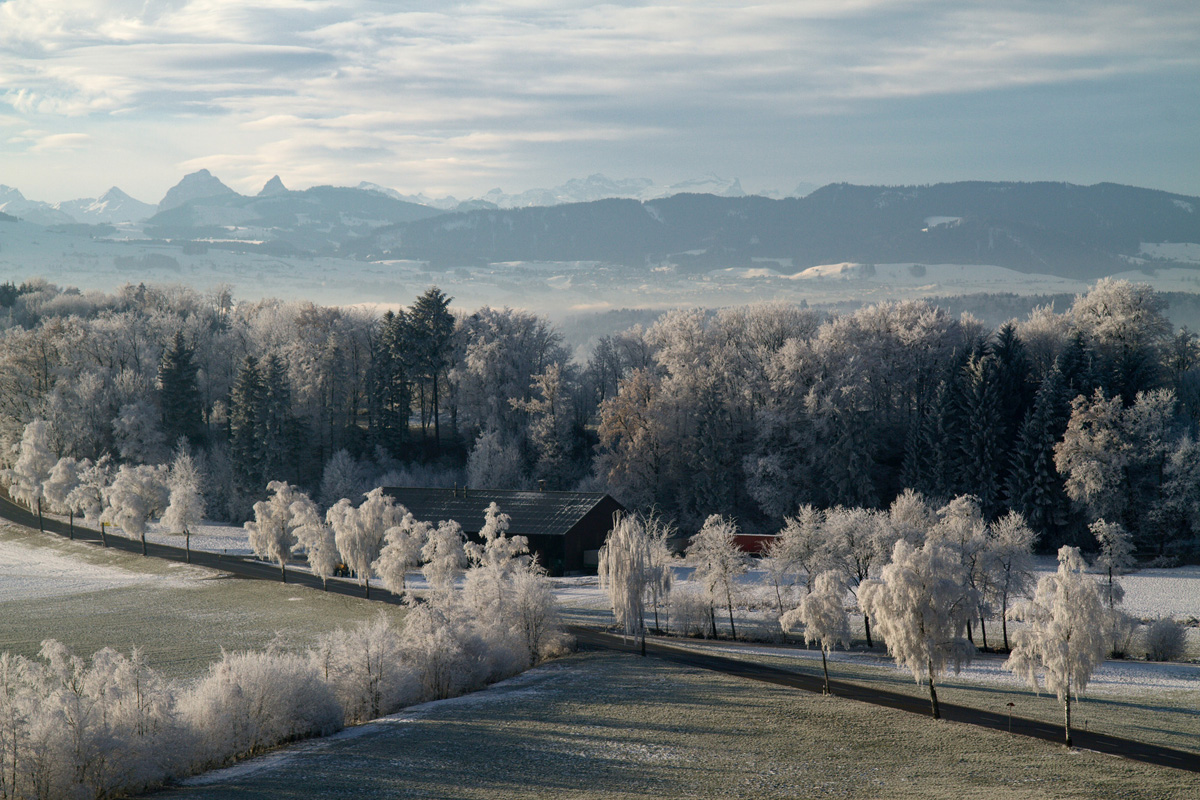 Winter Scene