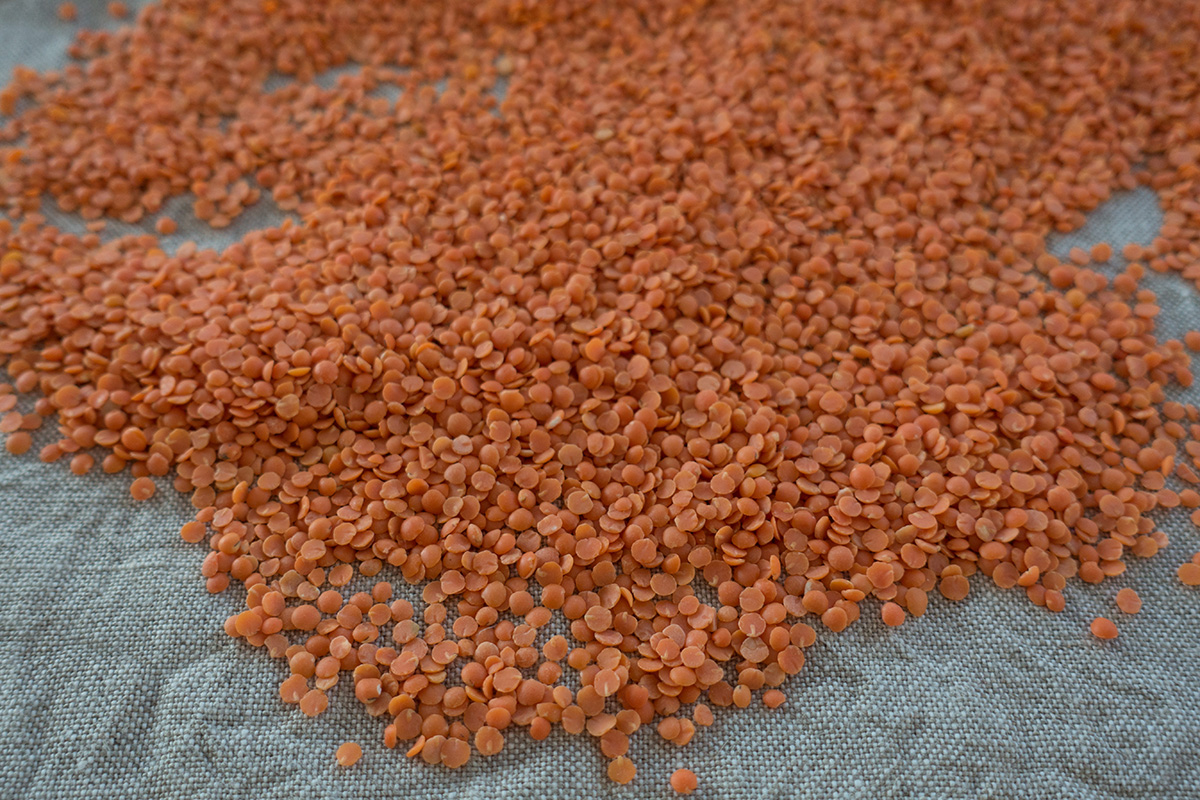 lentils2