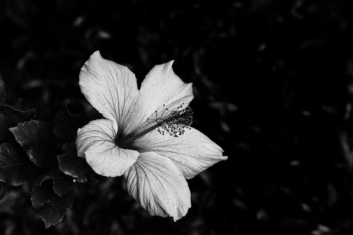 jardim_botanico_hibiscus_bw