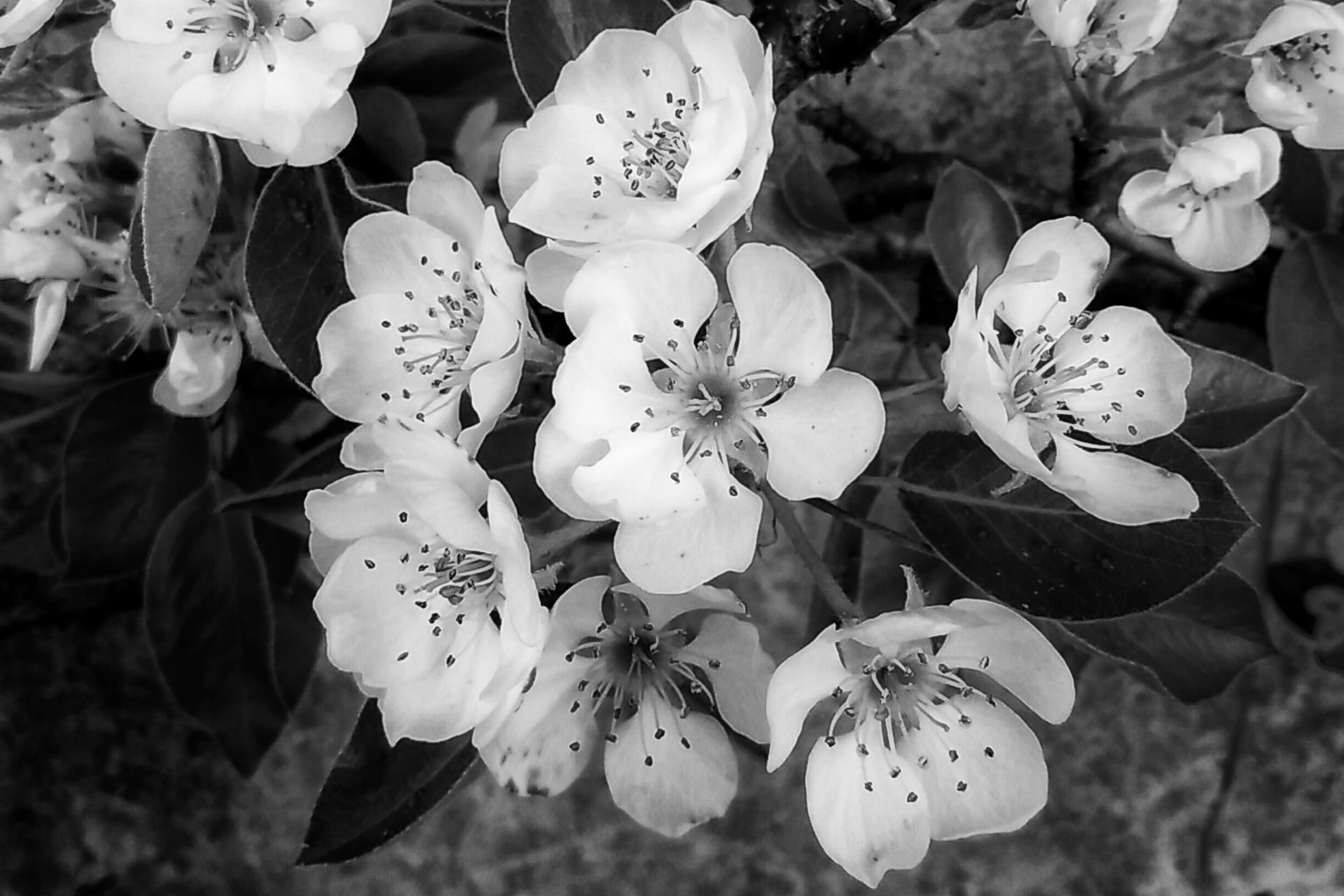 B&W Wednesday: Pear Blossoms