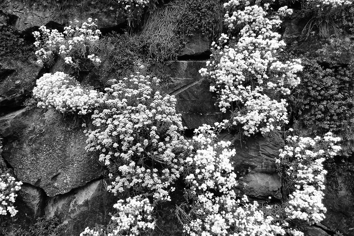 wall_flowers