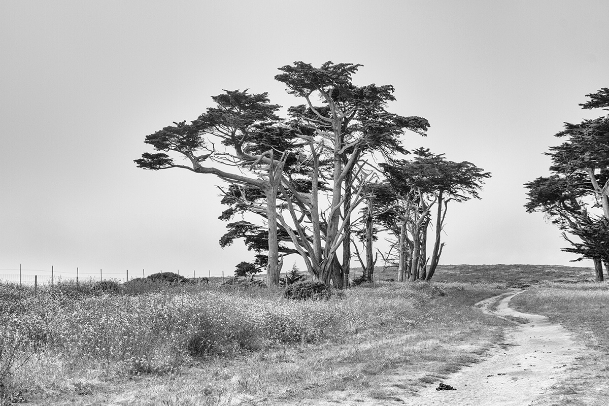 pt_reyes_11_bw