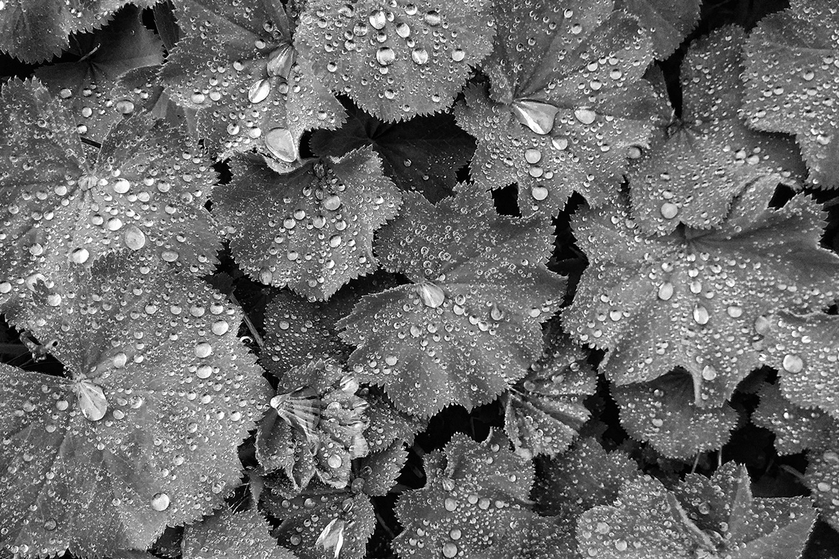 B&W Wednesday: Lady's Mantle