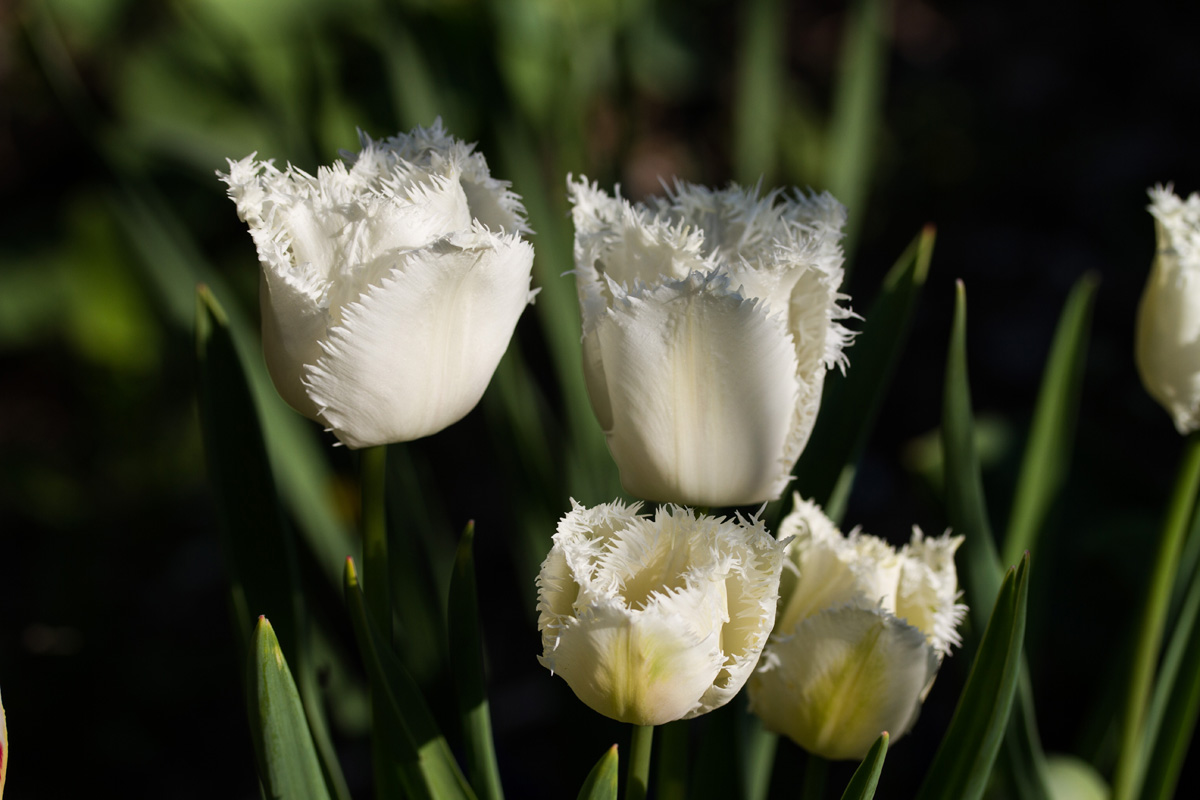 tulip_12