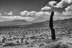B&W Wednesday: Lone Cactus